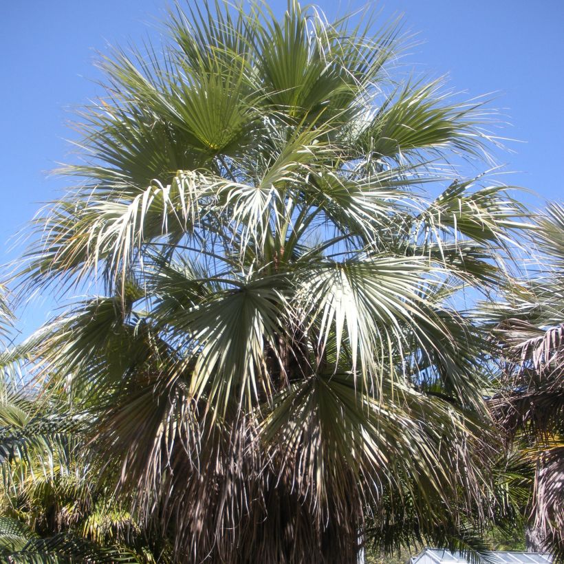 Brahea armata var Clara - Blaue Hesperidenpalme (Plant habit)