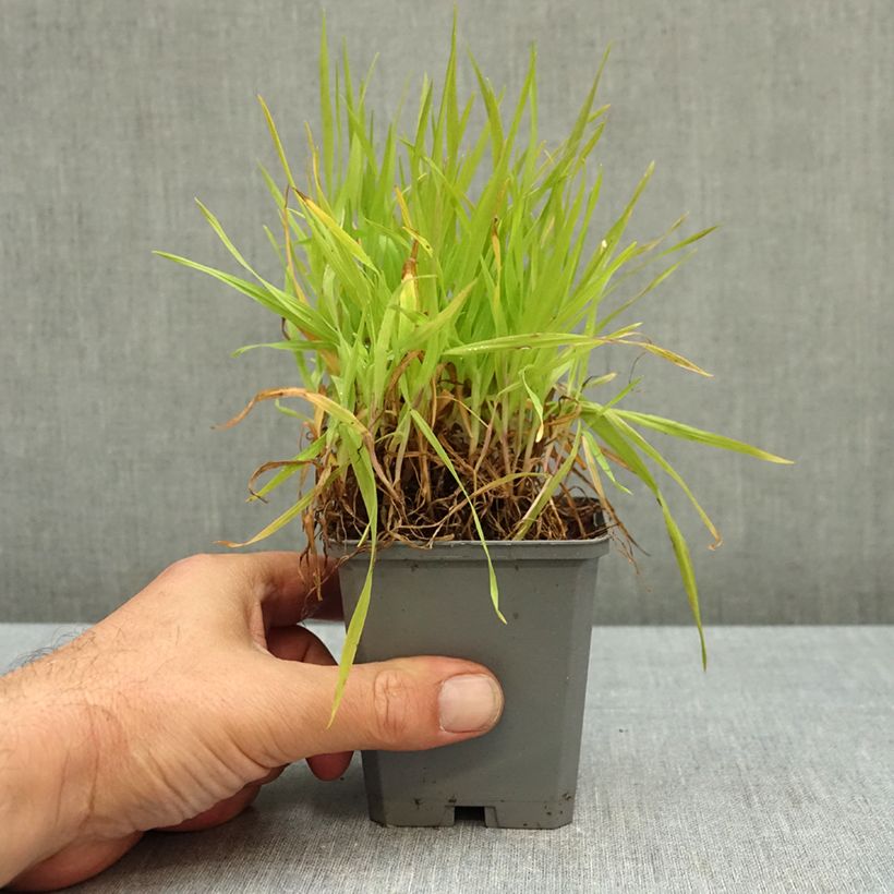 Exemplar von Briza maxima - Große Zittergras Kleine Töpfe von 8/9 cm wie im Herbst geliefert