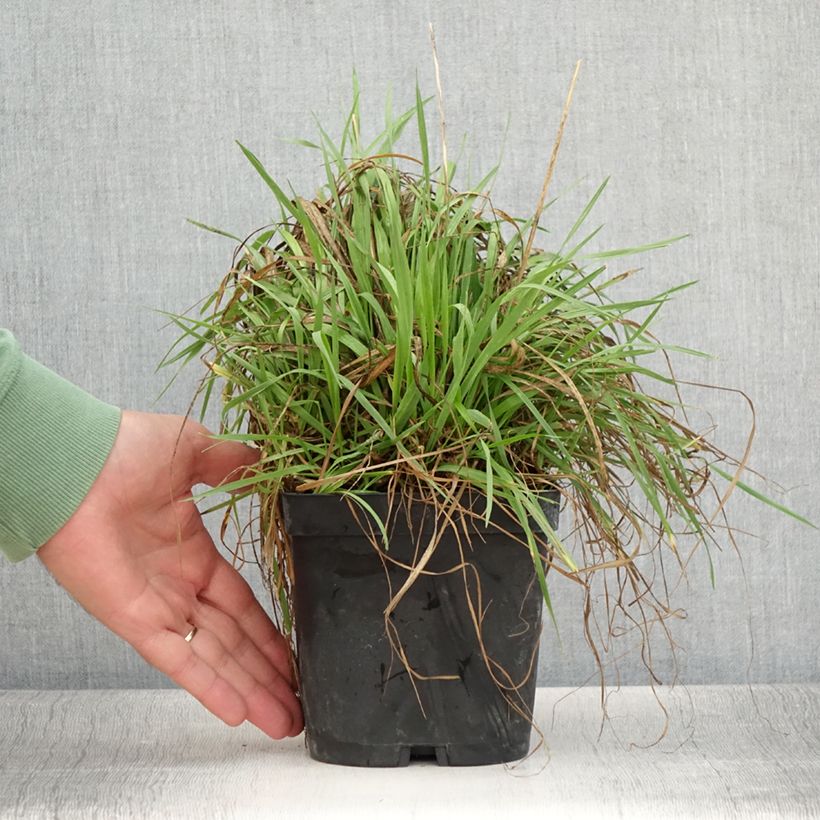 Example of Briza media - Mittleres Zittergras Topf mit 2L/3L as you get in ete