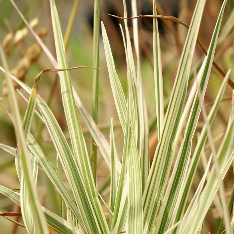 Briza media Zitterzebra - Mittleres Zittergras (Foliage)