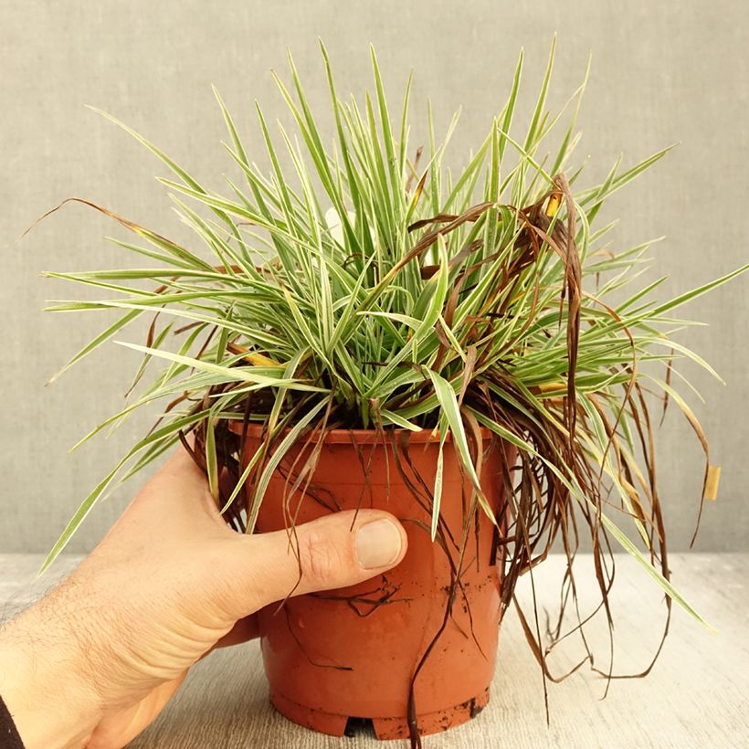 Example of Briza media Zitterzebra - Mittleres Zittergras Topf mit 1L/1,5L as you get in automne