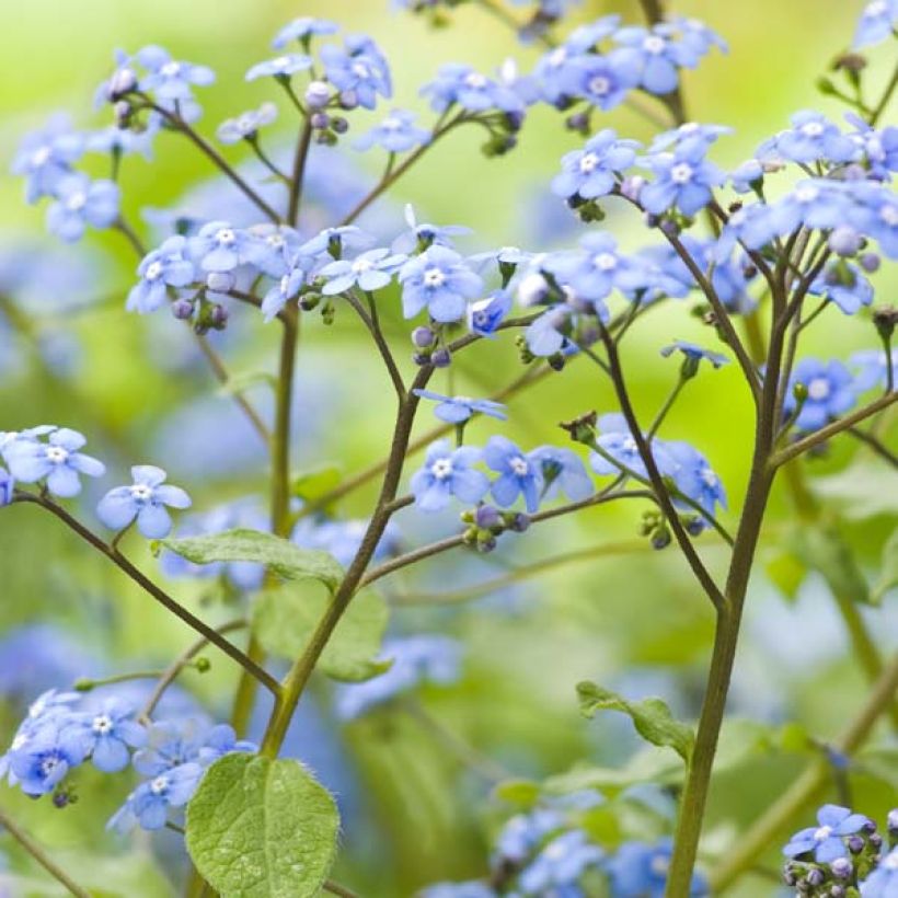 Brunnera macrophylla - Kaukasus-Vergißmeinnicht (Flowering)