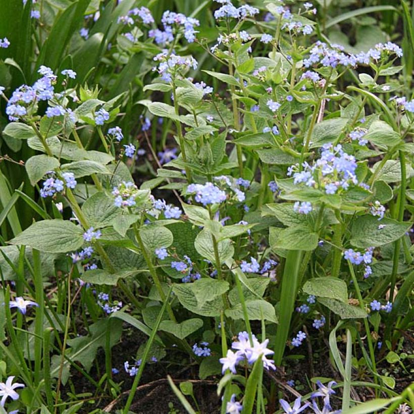 Brunnera macrophylla - Kaukasus-Vergißmeinnicht (Plant habit)