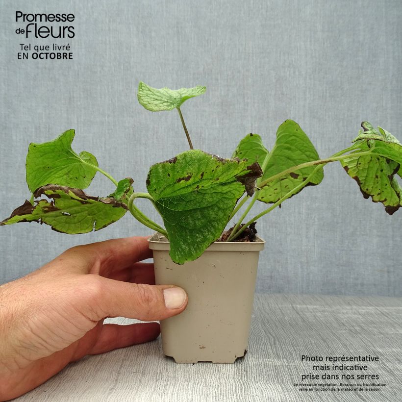 Example of Brunnera macrophylla Alexander's Great - Kaukasus-Vergißmeinnicht Kleine Töpfe von 8/9 cm as you get in automne