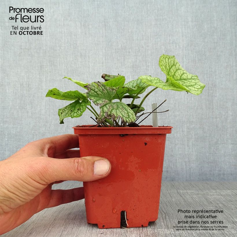 Example of Brunnera macrophylla Alexander's Great - Kaukasus-Vergißmeinnicht Topf mit 1L/1,5L as you get in automne