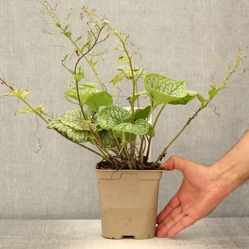 Example of Brunnera macrophylla Jack Frost - Kaukasus-Vergißmeinnicht Topf mit 2L/3L as you get in ete