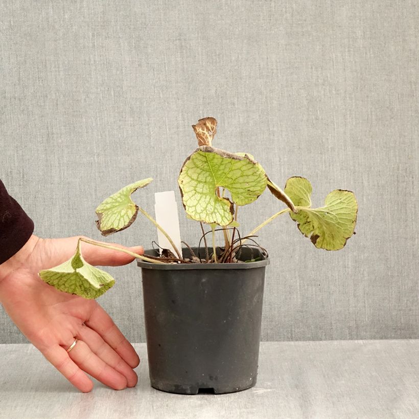Exemplar von Brunnera macrophylla Jack Frost - Kaukasus-Vergißmeinnicht Topf mit 2L/3L wie im Herbst geliefert