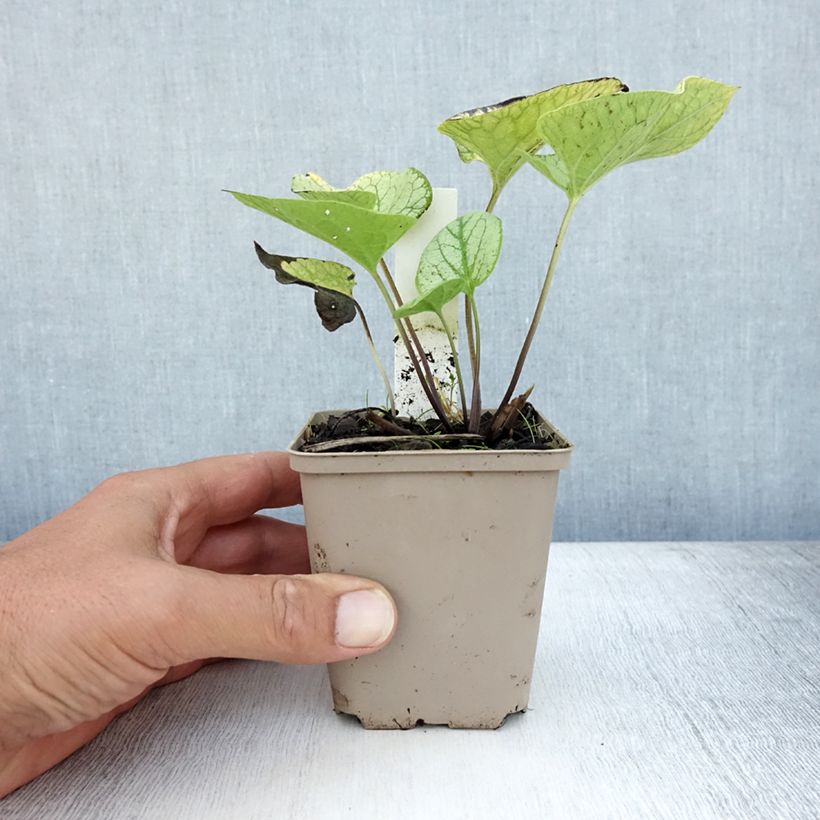 Exemplar von Brunnera macrophylla Jack's Gold - Kaukasus-Vergißmeinnicht Kleine Töpfe von 8/9 cm wie im Sommer geliefert