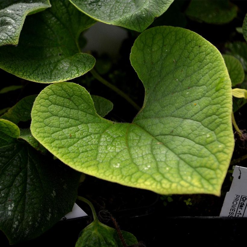 Brunnera macrophylla Langtrees - Kaukasus-Vergißmeinnicht (Foliage)