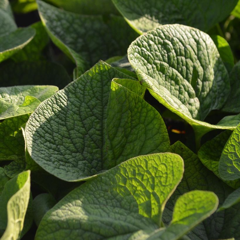Brunnera macrophylla - Kaukasus-Vergißmeinnicht (Foliage)