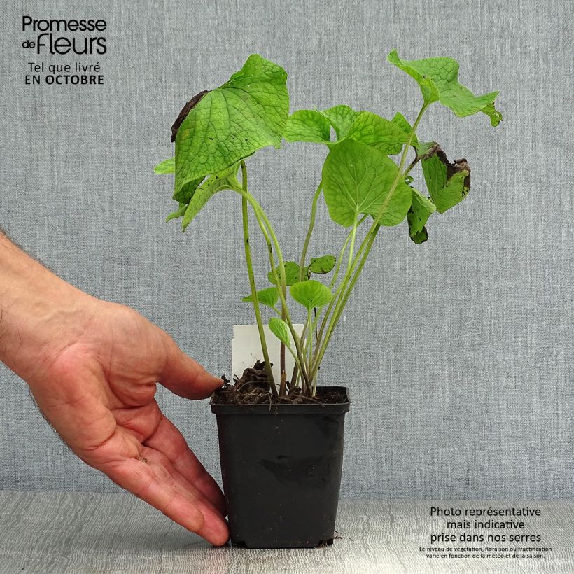 Example of Brunnera macrophylla - Kaukasus-Vergißmeinnicht Kleine Töpfe von 8/9 cm as you get in automne