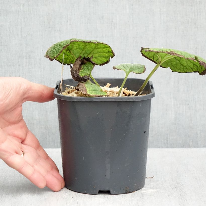 Exemplar von Brunnera macrophylla - Kaukasus-Vergißmeinnicht Topf mit 2L/3L wie im Herbst geliefert