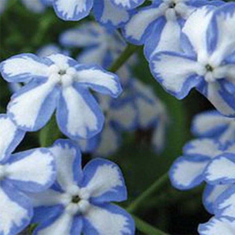 Brunnera macrophylla Starry Eyes - Kaukasus-Vergißmeinnicht (Flowering)