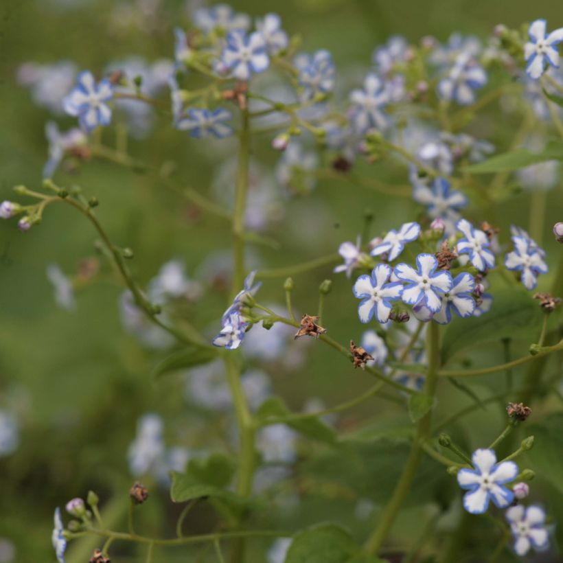 Brunnera macrophylla Starry Eyes - Kaukasus-Vergißmeinnicht (Plant habit)