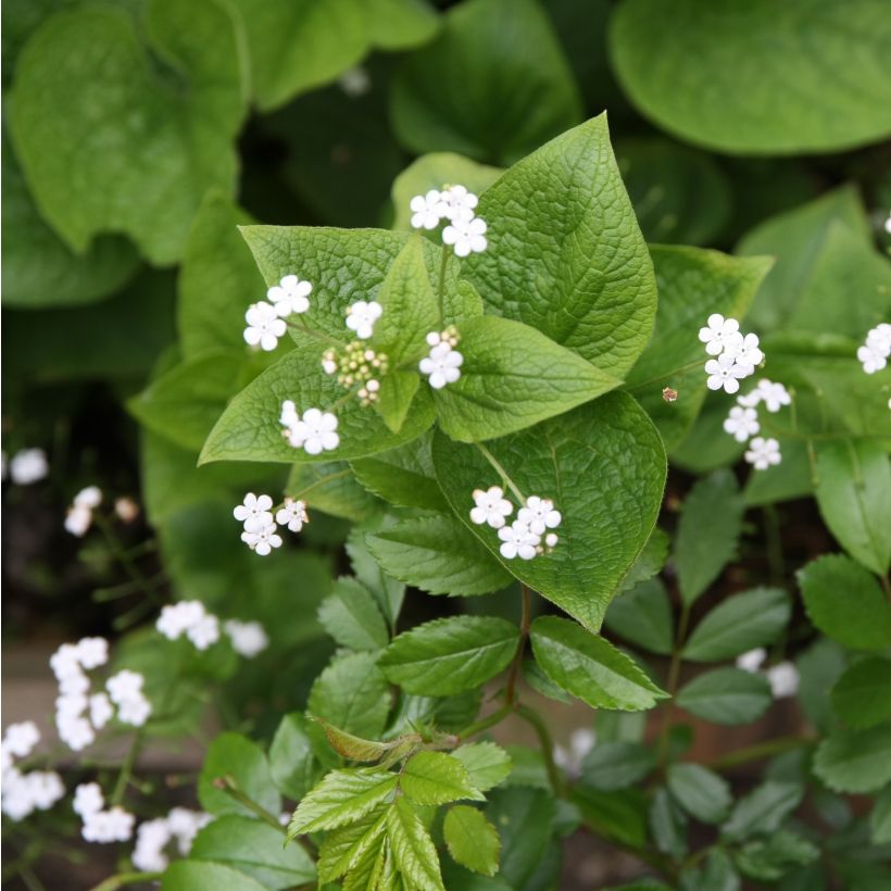 Brunnera macrophylla Betty Bowring - Kaukasus-Vergißmeinnicht (Flowering)
