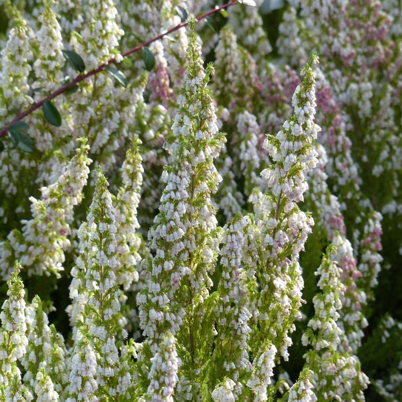 Baum-Heide Great Star Le Vasterival - Erica arborea (Flowering)