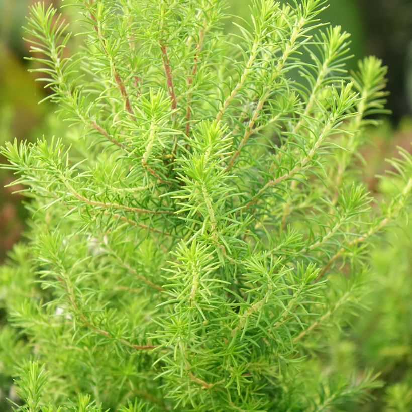 Baum-Heide Pink Joy - Erica arborea (Foliage)