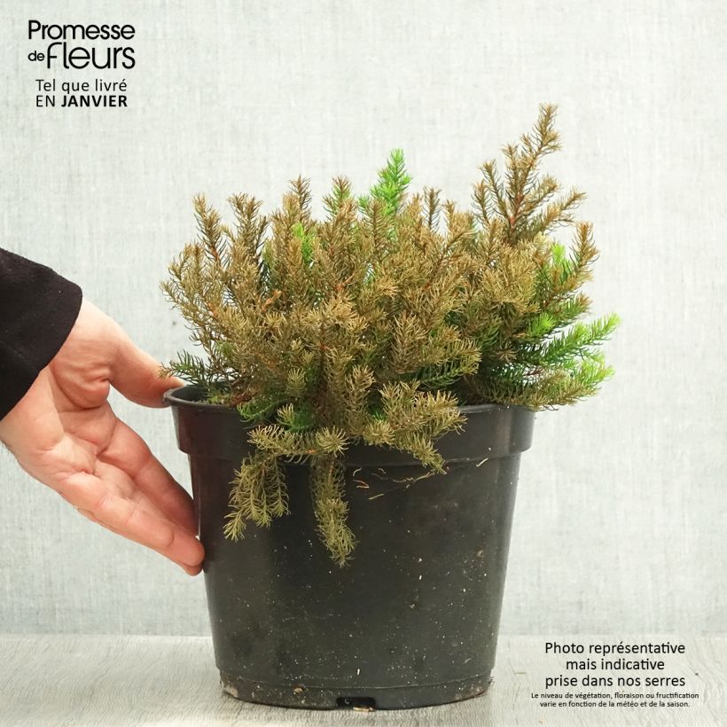 Exemplar von Erica nana Limoncello - Heide Topf mit 4L/5L wie im Winter geliefert