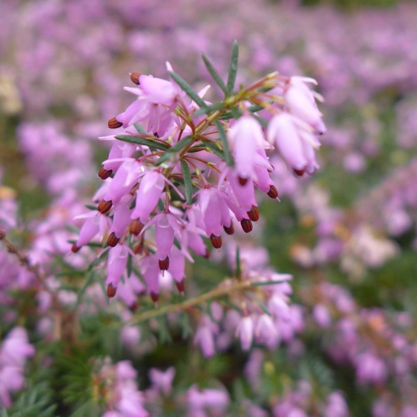 Schnee-Heide December Red - Erica carnea (Flowering)