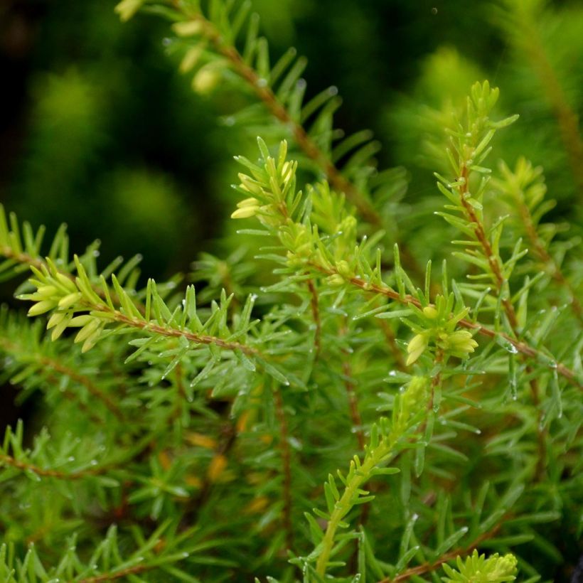 Schnee-Heide Springwood White - Erica carnea (Foliage)