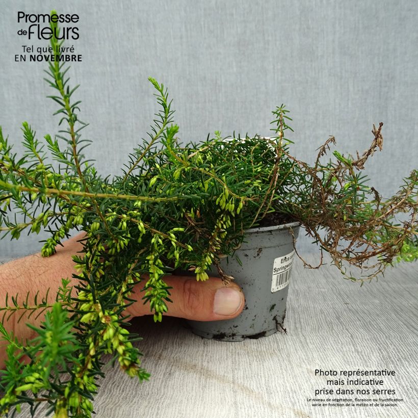 Example of Schnee-Heide Springwood White - Erica carnea Kleine Töpfe von 8/9 cm as you get in automne