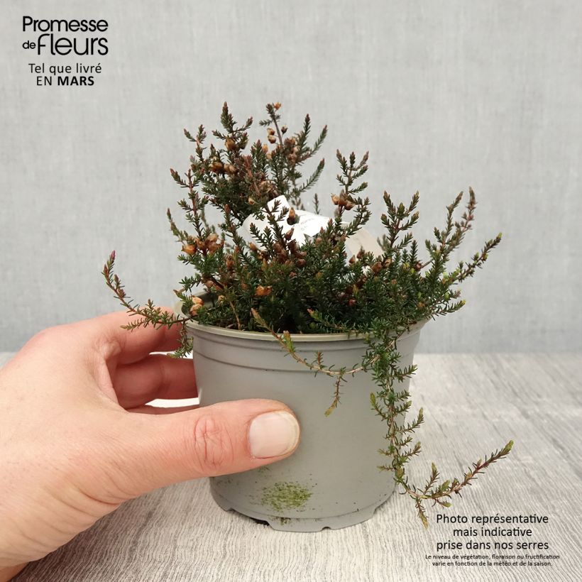 Example of Graue Glocken-Heide C.D. Eason - Erica cinerea Topf 12 cm / 13 cm as you get in printemps