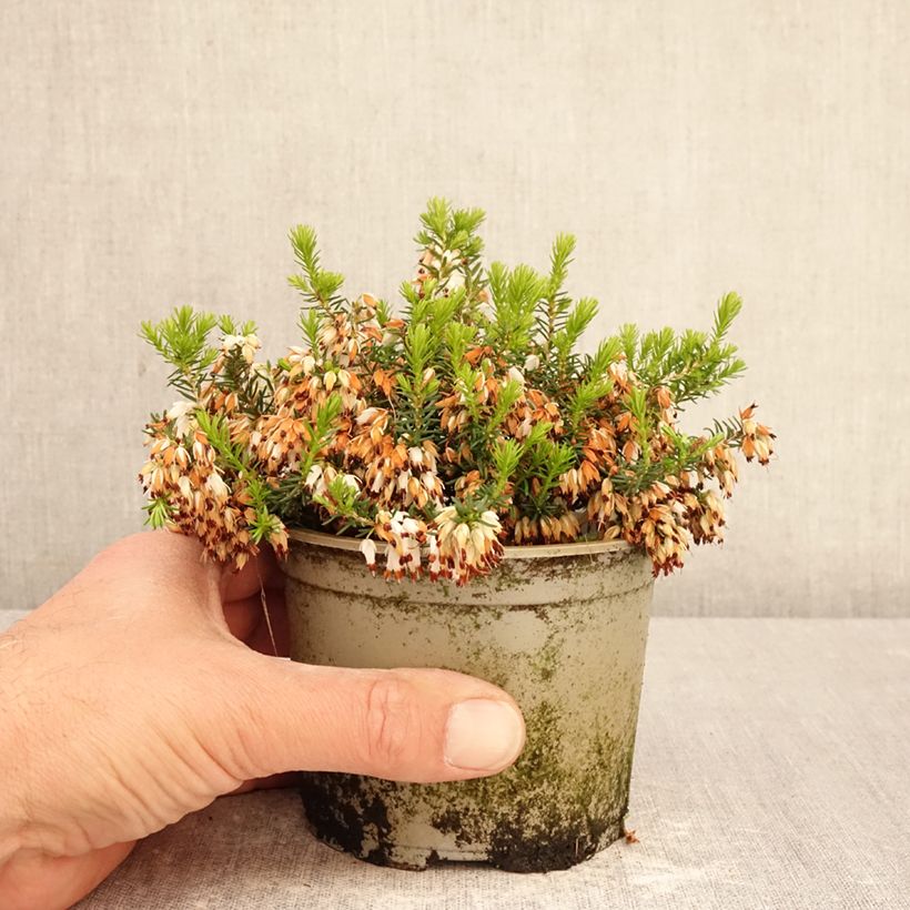 Exemplar von Graue Glocken-Heide Alba - Erica cinerea f. alba Topf 12 cm / 13 cm wie im Frühjahr geliefert