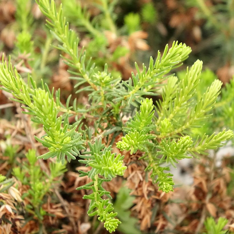 Graue Glocken-Heide Alba - Erica cinerea f. alba (Foliage)