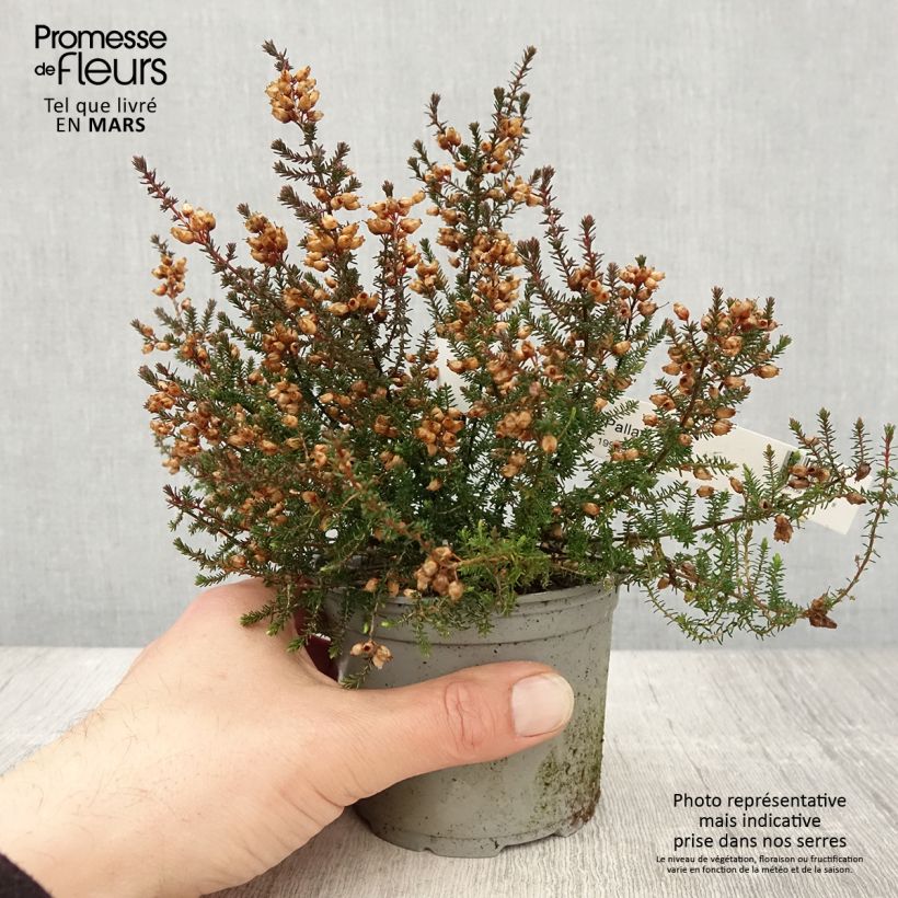 Example of Graue Glocken-Heide Pallas - Erica cinerea Topf 12 cm / 13 cm as you get in printemps