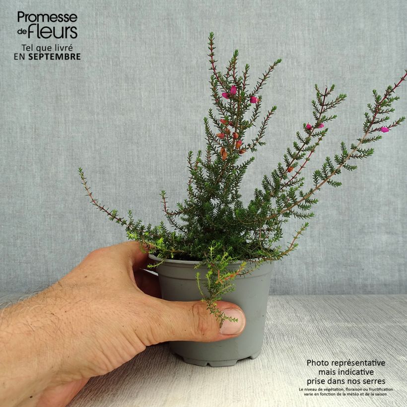 Example of Graue Glocken-Heide - Erica cinerea Topf 10 cm/11cm as you get in ete