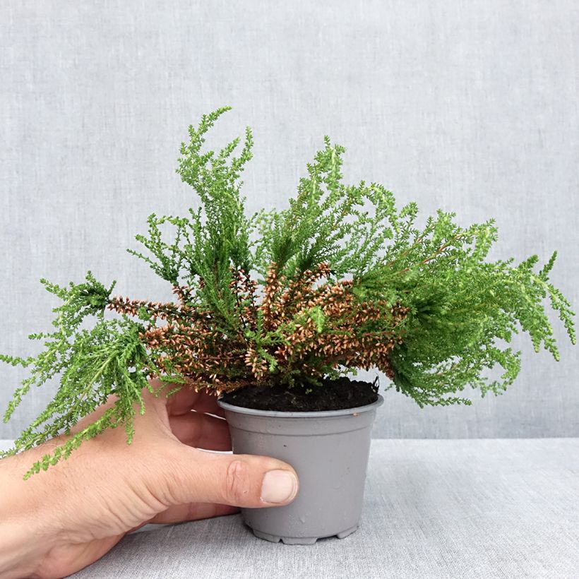 Exemplar von Graue Glocken-Heide - Erica cinerea Topf 10 cm/11cm wie im Frühjahr geliefert