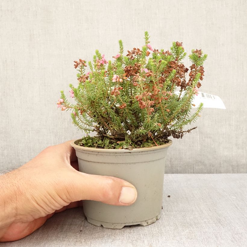 Example of Heide Ken Wilson - Erica williamsii Topf mit 1,5L/2L as you get in ete