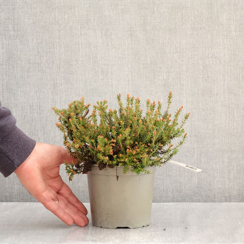 Exemplar von Heide Ken Wilson - Erica williamsii Topf mit 1,5L/2L wie im Frühjahr geliefert