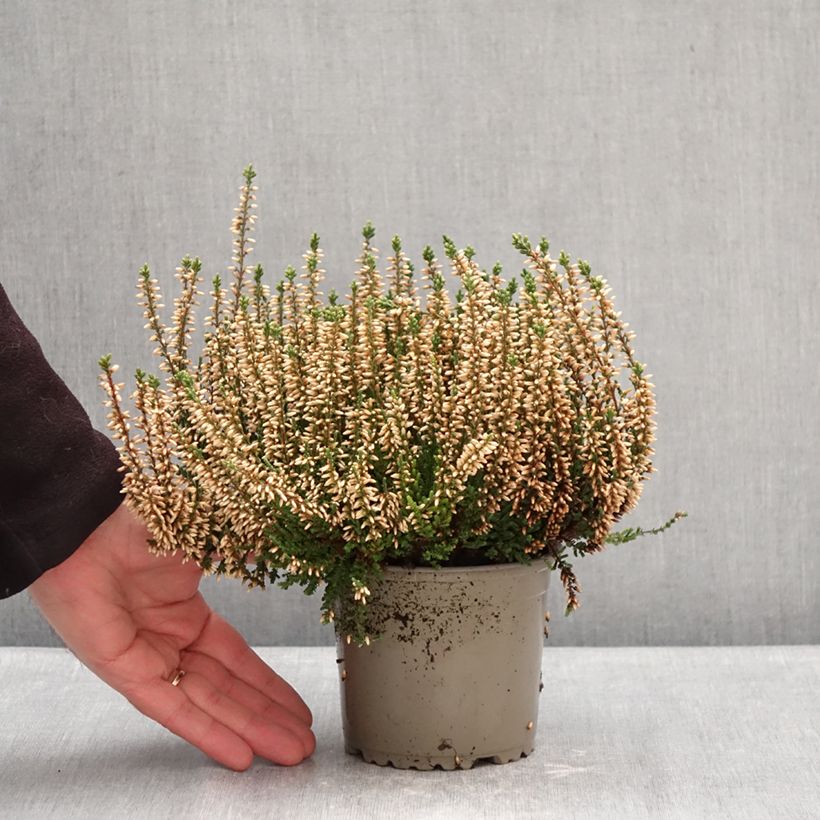 Exemplar von Besenheide Garden Girls Alicia - Calluna vulgaris Topf mit 1L/1,5L wie im Winter geliefert