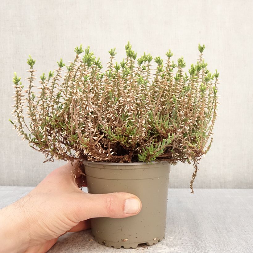 Exemplar von Besenheide Garden Girls Alicia - Calluna vulgaris Topf mit 1L/1,5L wie im Frühjahr geliefert