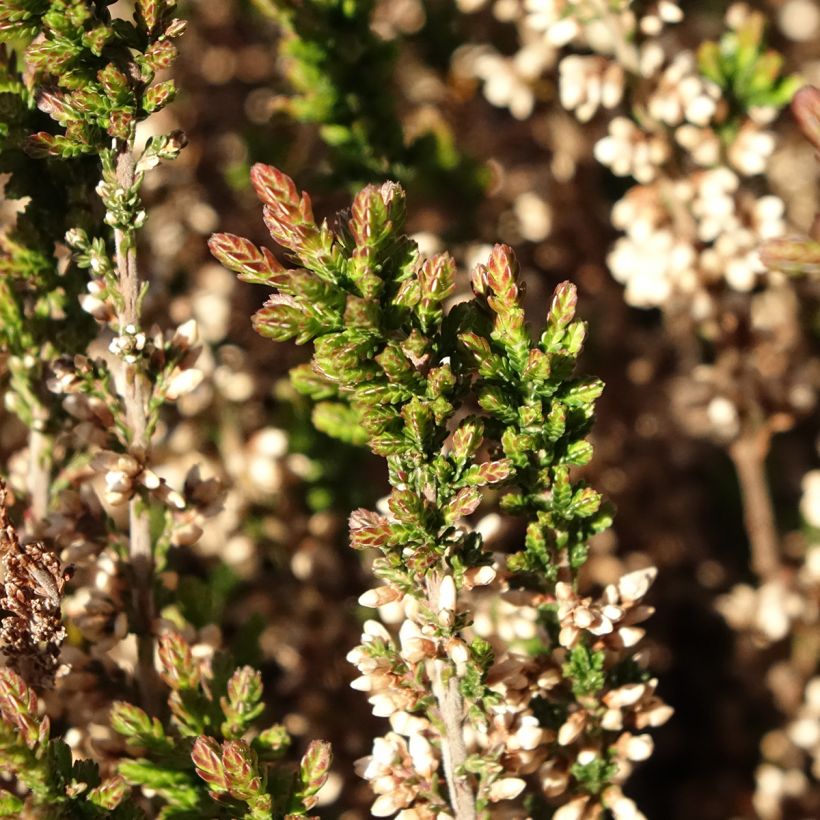 Besenheide Garden Girls Amethyst - Calluna vulgaris (Laub)