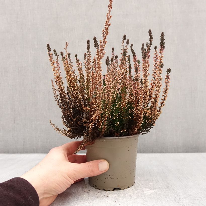 Exemplar von Besenheide Garden Girls Amethyst - Calluna vulgaris Topf mit 1L/1,5L wie im Winter geliefert