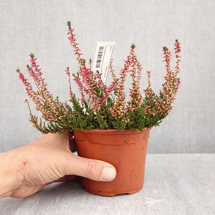 Exemplar von Besenheide Garden Girls Athene - Calluna vulgaris Topf mit 1L/1,5L wie im Herbst geliefert