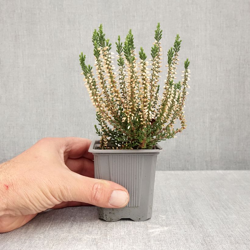 Exemplar von Besenheide Garden Girls Bettina - Calluna vulgaris Kleine Töpfe von 8/9 cm wie im Herbst geliefert
