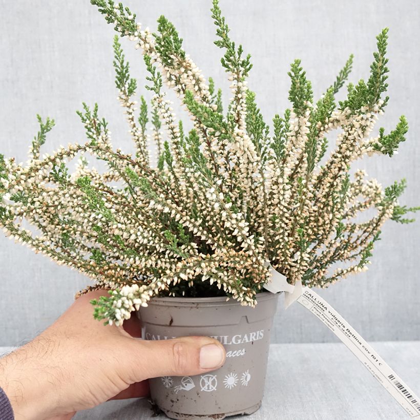 Exemplar von Besenheide Garden Girls Bettina - Calluna vulgaris Topf mit 1L/1,5L wie im Herbst geliefert