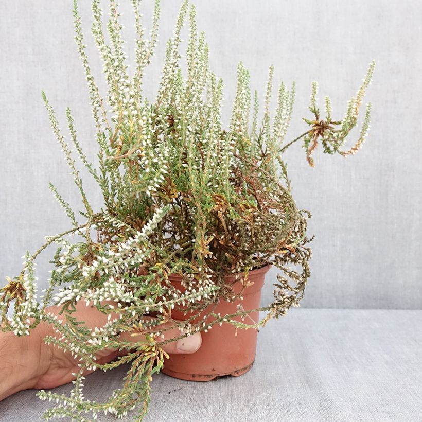 Example of Besenheide Garden Girls Bettina - Calluna vulgaris Topf mit 1L/1,5L as you get in ete