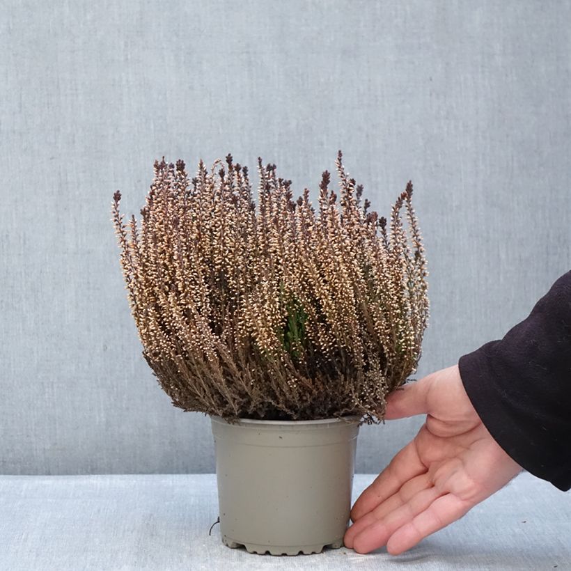 Exemplar von Besenheide Garden Girls Franca - Calluna vulgaris Topf mit 1L/1,5L wie im Winter geliefert