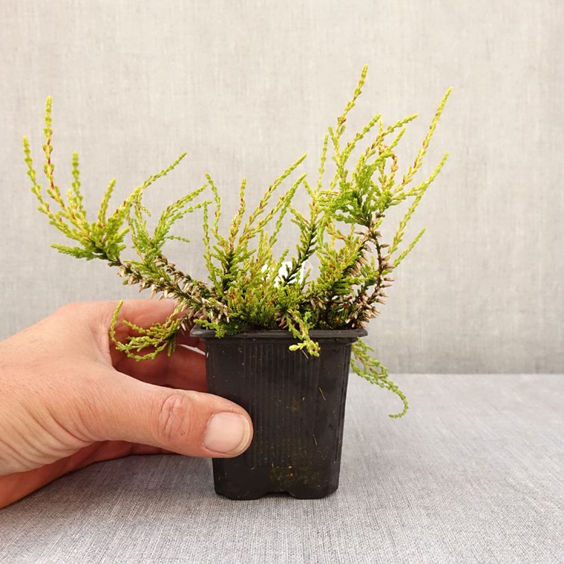 Example of Besenheide Garden Girls Golden Angie - Calluna vulgaris Kleine Töpfe von 8/9 cm as you get in printemps