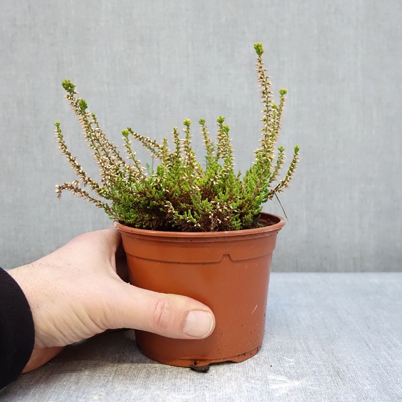 Exemplar von Besenheide Garden Girls Golden Angie - Calluna vulgaris Topf mit 1L/1,5L wie im Winter geliefert
