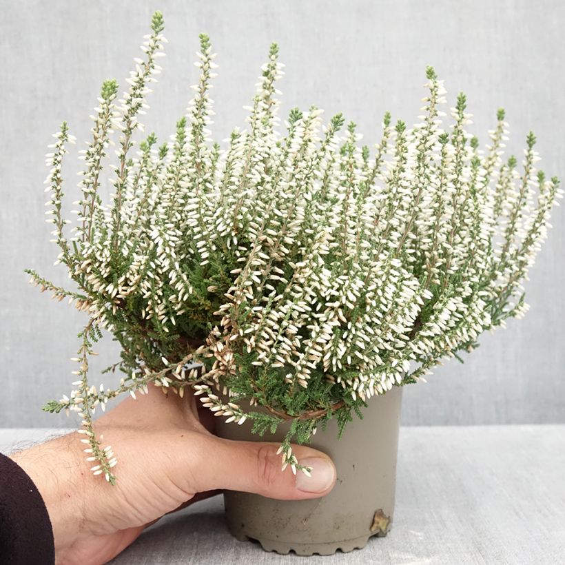 Exemplar von Besenheide Garden Girls Helena - Calluna vulgaris Topf mit 1L/1,5L wie im Herbst geliefert