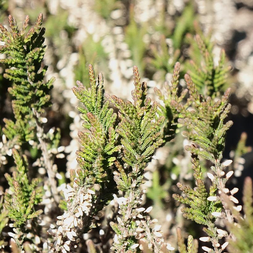 Besenheide Garden Girls Lilli - Calluna vulgaris (Laub)
