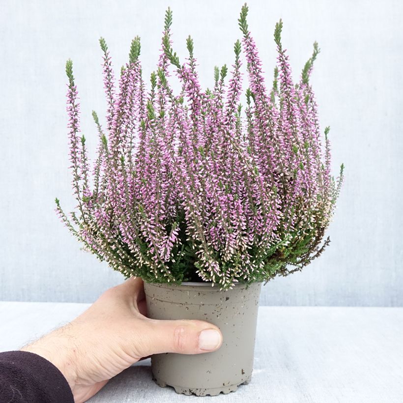 Exemplar von Besenheide Garden Girls Lilli - Calluna vulgaris Topf mit 1L/1,5L wie im Herbst geliefert