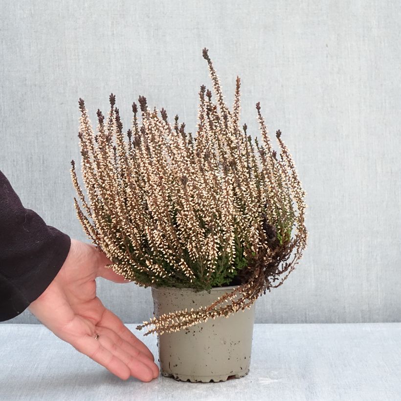 Exemplar von Besenheide Garden Girls Lilli - Calluna vulgaris Topf mit 1L/1,5L wie im Winter geliefert