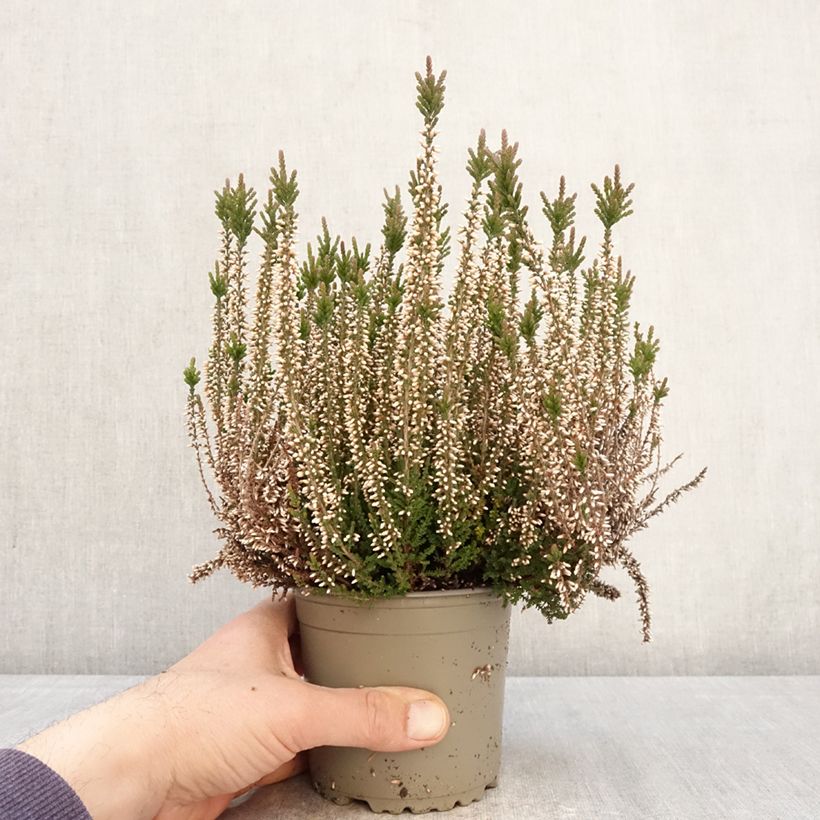 Exemplar von Besenheide Garden Girls Lilli - Calluna vulgaris Topf mit 1L/1,5L wie im Frühjahr geliefert