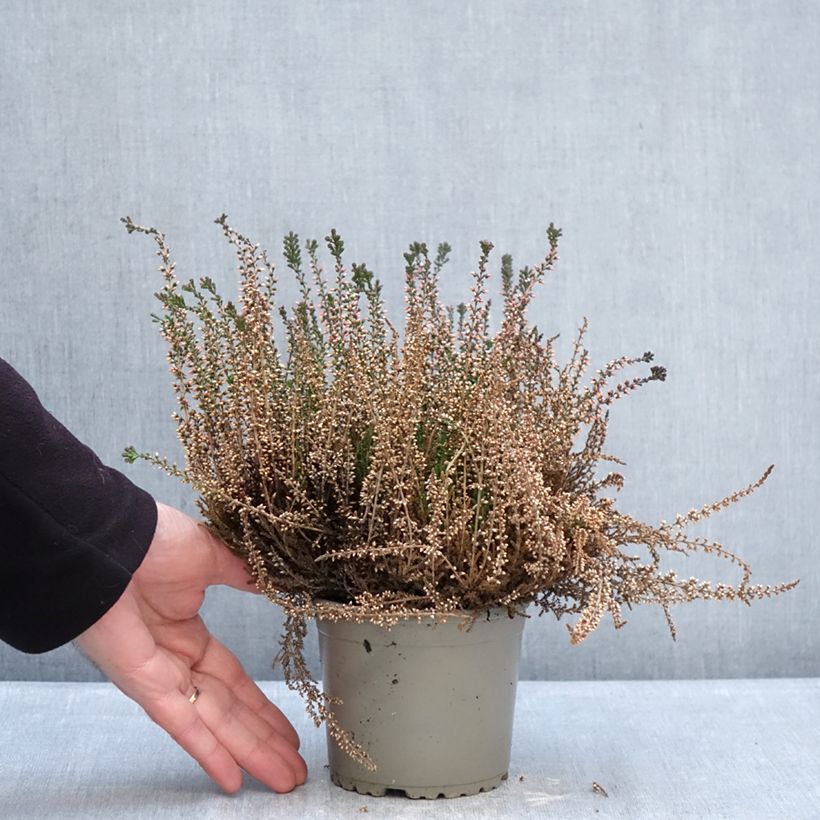 Exemplar von Besenheide Garden Girls Lioba - Calluna vulgaris Topf mit 1L/1,5L wie im Winter geliefert